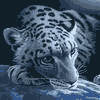 Awatar SizeR